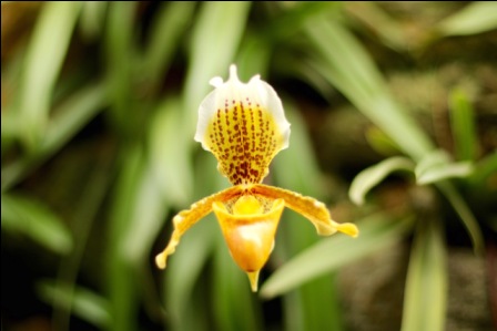 Sikkim is the largest producer of Cymbidium Orchid in India